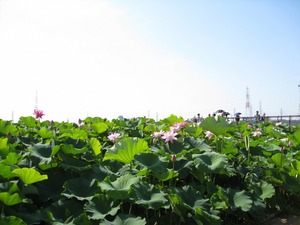 蓮見の会
