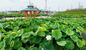 道の駅ふれあいの里HASUパーク（みちのえきふれあいのさとはすぱーく）
