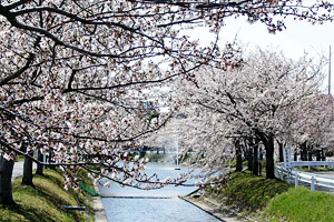 相ノ川桜並木